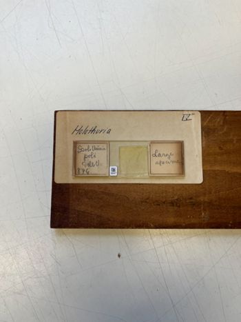 Media type: image;   Invertebrate Zoology HOL-876 Description: Photograph of microscope slide and handwritten label.;  Aspect: slide